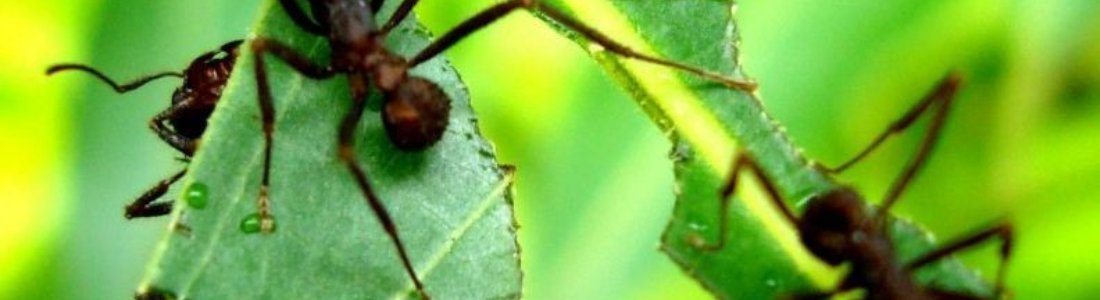 Dedetização de Formigas em São Paulo  24 HORAS